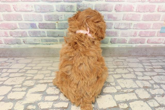 埼玉県のトイプードル(トイ) (Coo&RIKU桶川店/2025年9月12日生まれ/女の子/レッド)の子犬の4枚目の画像