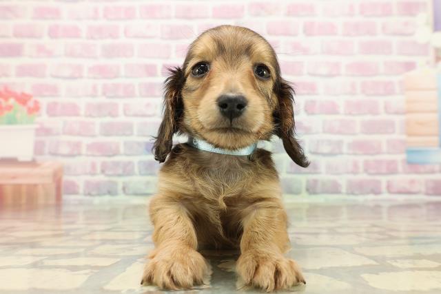 栃木県のミニチュアダックスフンド(ロング) (Coo&RIKUFKDインターパーク店/2025年9月13日生まれ/男の子/レッド)の子犬の1枚目の画像