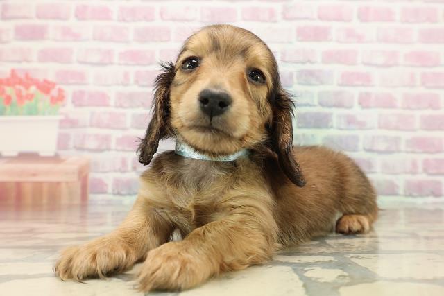 栃木県のミニチュアダックスフンド(ロング) (Coo&RIKUFKDインターパーク店/2025年9月13日生まれ/男の子/レッド)の子犬の2枚目の画像