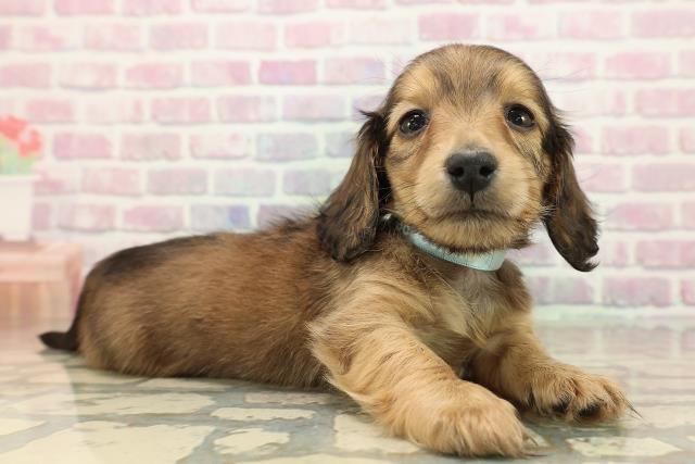 栃木県のミニチュアダックスフンド(ロング) (Coo&RIKUFKDインターパーク店/2025年9月13日生まれ/男の子/レッド)の子犬の3枚目の画像