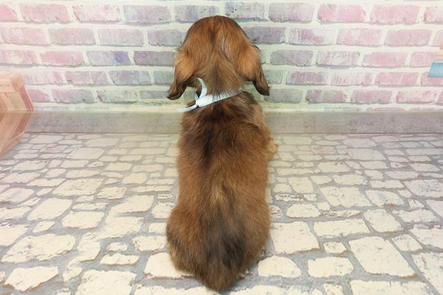 栃木県のミニチュアダックスフンド(ロング) (Coo&RIKUFKDインターパーク店/2025年9月13日生まれ/男の子/レッド)の子犬の4枚目の画像