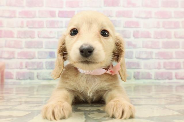 東京都のミニチュアダックスフンド(ロング) (Coo&RIKU江戸川店/2025年9月13日生まれ/女の子/クリーム)の子犬の1枚目の画像