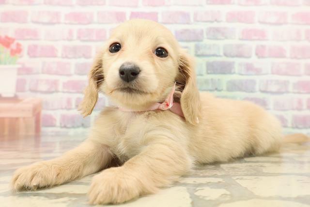 東京都のミニチュアダックスフンド(ロング) (Coo&RIKU江戸川店/2025年9月13日生まれ/女の子/クリーム)の子犬の2枚目の画像