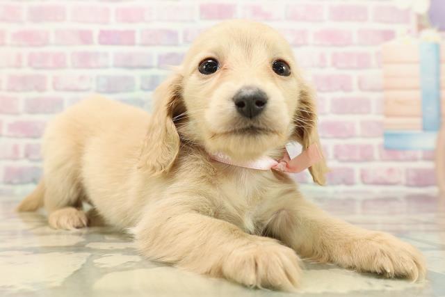 東京都のミニチュアダックスフンド(ロング) (Coo&RIKU江戸川店/2025年9月13日生まれ/女の子/クリーム)の子犬の3枚目の画像