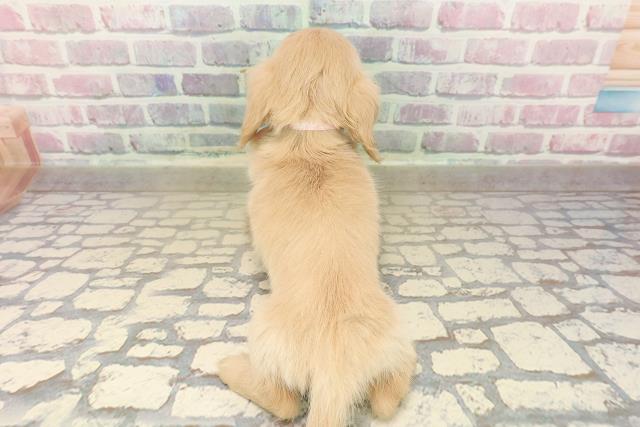 東京都のミニチュアダックスフンド(ロング) (Coo&RIKU江戸川店/2025年9月13日生まれ/女の子/クリーム)の子犬の4枚目の画像