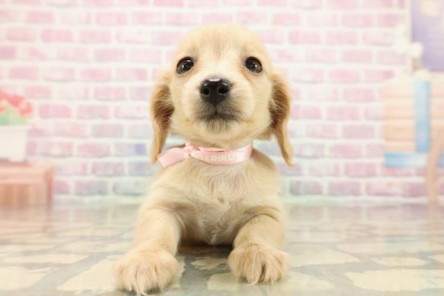 埼玉県のミニチュアダックスフンド(ロング) (Coo&RIKU川越店/2025年9月13日生まれ/女の子/クリーム)の子犬の1枚目の画像