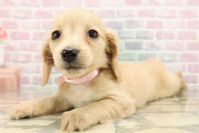 埼玉県のミニチュアダックスフンド(ロング) (Coo&RIKU川越店/2025年9月13日生まれ/女の子/クリーム)の子犬の2枚目の画像