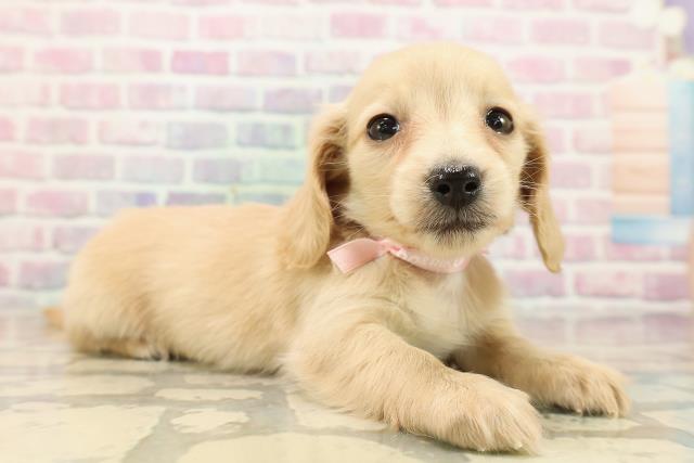 埼玉県のミニチュアダックスフンド(ロング) (Coo&RIKU川越店/2025年9月13日生まれ/女の子/クリーム)の子犬の3枚目の画像