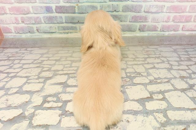 埼玉県のミニチュアダックスフンド(ロング) (Coo&RIKU川越店/2025年9月13日生まれ/女の子/クリーム)の子犬の4枚目の画像