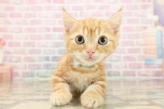 東京都のマンチカン (Coo&RIKU府中店/2025年8月31日生まれ/男の子/レッドタビー)の子猫の1枚目の画像