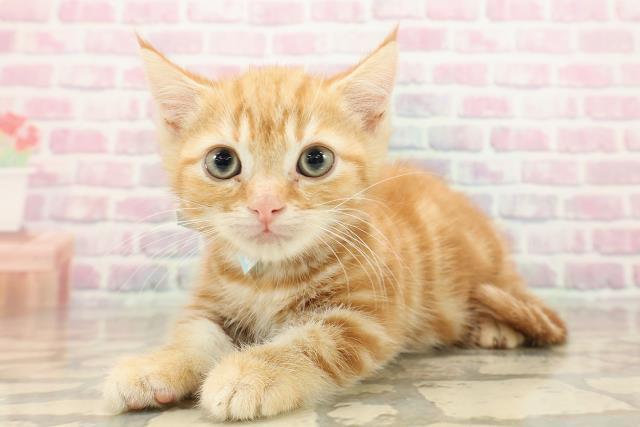 東京都のマンチカン (Coo&RIKU府中店/2025年8月31日生まれ/男の子/レッドタビー)の子猫の2枚目の画像