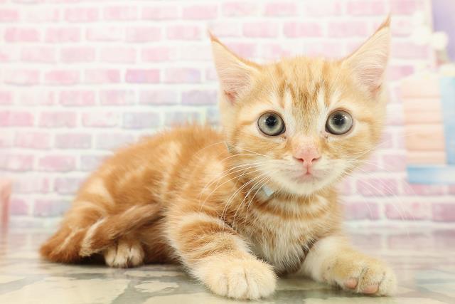 東京都のマンチカン (Coo&RIKU府中店/2025年8月31日生まれ/男の子/レッドタビー)の子猫の3枚目の画像