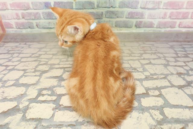 東京都のマンチカン (Coo&RIKU府中店/2025年8月31日生まれ/男の子/レッドタビー)の子猫の4枚目の画像