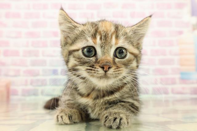 栃木県のマンチカン (Coo&RIKU小山店/2025年8月31日生まれ/女の子/シルバーパッチドタビー)の子猫