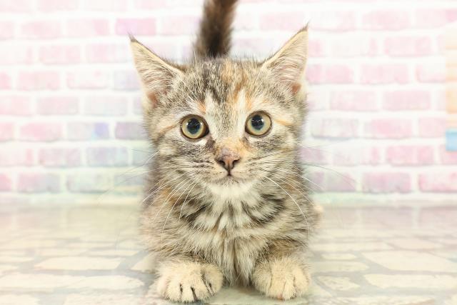 茨城県のマンチカン (Coo&RIKU牛久店/2025年8月31日生まれ/女の子/シルバーパッチドタビー)の子猫の1枚目の画像