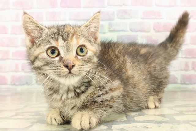 茨城県のマンチカン (Coo&RIKU牛久店/2025年8月31日生まれ/女の子/シルバーパッチドタビー)の子猫の2枚目の画像