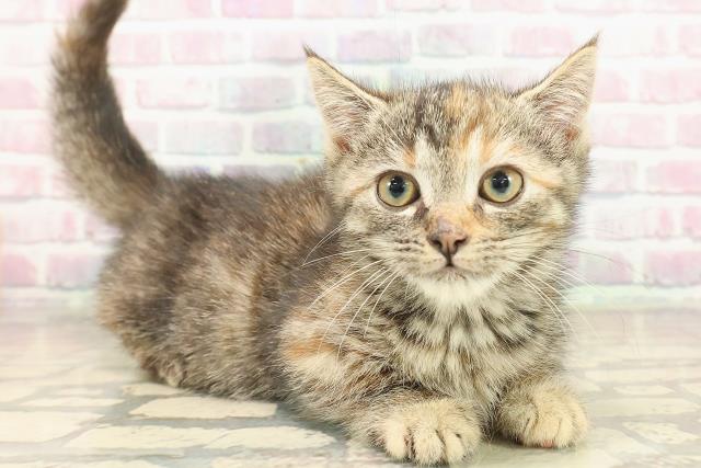 茨城県のマンチカン (Coo&RIKU牛久店/2025年8月31日生まれ/女の子/シルバーパッチドタビー)の子猫の3枚目の画像