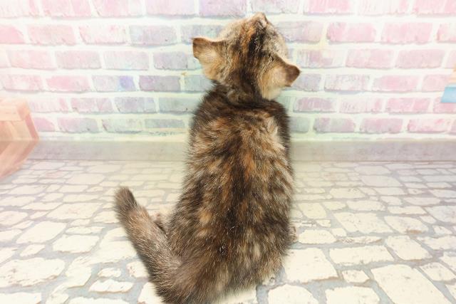 茨城県のマンチカン (Coo&RIKU牛久店/2025年8月31日生まれ/女の子/シルバーパッチドタビー)の子猫の4枚目の画像