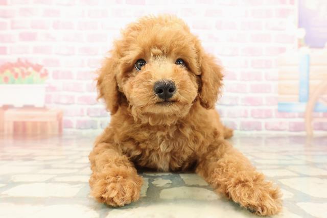 岩手県のトイプードル(トイ) (Coo&RIKU岩手盛岡店/2025年9月11日生まれ/男の子/レッド)の子犬の1枚目の画像