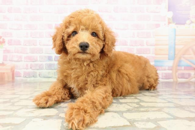 岩手県のトイプードル(トイ) (Coo&RIKU岩手盛岡店/2025年9月11日生まれ/男の子/レッド)の子犬の2枚目の画像