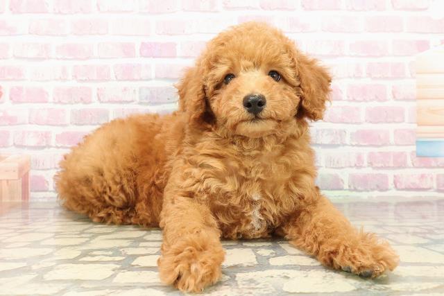 岩手県のトイプードル(トイ) (Coo&RIKU岩手盛岡店/2025年9月11日生まれ/男の子/レッド)の子犬の3枚目の画像