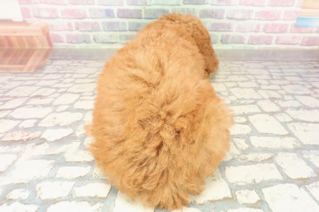 岩手県のトイプードル(トイ) (Coo&RIKU岩手盛岡店/2025年9月11日生まれ/男の子/レッド)の子犬の4枚目の画像