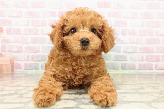 福島県のトイプードル(トイ) (Coo&RIKU郡山店/2025年9月11日生まれ/女の子/レッド)の子犬の1枚目の画像