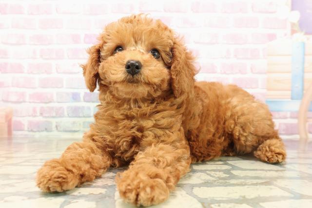 福島県のトイプードル(トイ) (Coo&RIKU郡山店/2025年9月11日生まれ/女の子/レッド)の子犬の2枚目の画像