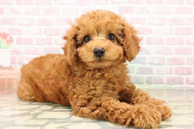 福島県のトイプードル(トイ) (Coo&RIKU郡山店/2025年9月11日生まれ/女の子/レッド)の子犬の3枚目の画像