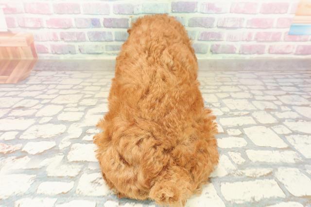 福島県のトイプードル(トイ) (Coo&RIKU郡山店/2025年9月11日生まれ/女の子/レッド)の子犬の4枚目の画像