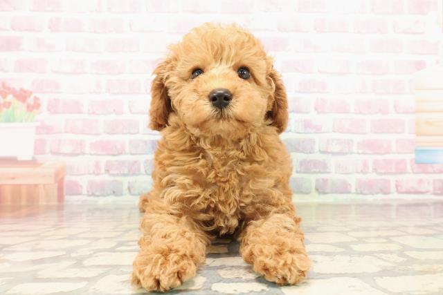 福島県のトイプードル(トイ) (Coo&RIKUいわき店/2025年9月11日生まれ/女の子/レッド)の子犬の1枚目の画像