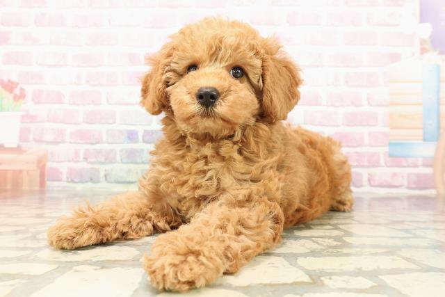 福島県のトイプードル(トイ) (Coo&RIKUいわき店/2025年9月11日生まれ/女の子/レッド)の子犬の2枚目の画像