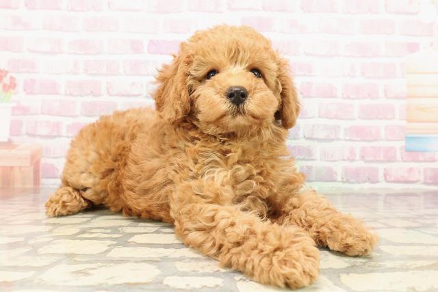 福島県のトイプードル(トイ) (Coo&RIKUいわき店/2025年9月11日生まれ/女の子/レッド)の子犬の3枚目の画像