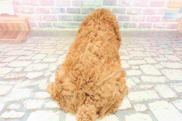 福島県のトイプードル(トイ) (Coo&RIKUいわき店/2025年9月11日生まれ/女の子/レッド)の子犬の4枚目の画像