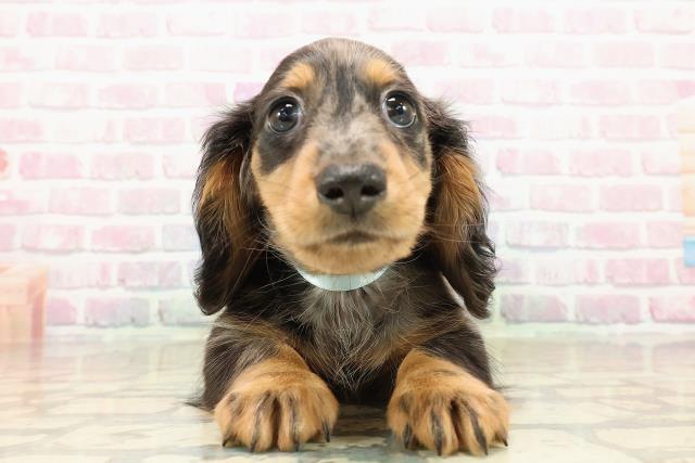 北海道のミニチュアダックスフンド(ロング) (Coo&RIKU苫小牧店/2025年9月12日生まれ/男の子/シルバーダップル)の子犬の1枚目の画像