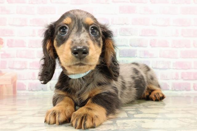 北海道のミニチュアダックスフンド(ロング) (Coo&RIKU苫小牧店/2025年9月12日生まれ/男の子/シルバーダップル)の子犬の2枚目の画像