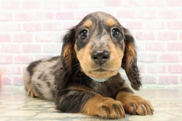 北海道のミニチュアダックスフンド(ロング) (Coo&RIKU苫小牧店/2025年9月12日生まれ/男の子/シルバーダップル)の子犬の3枚目の画像