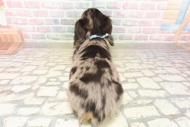 北海道のミニチュアダックスフンド(ロング) (Coo&RIKU苫小牧店/2025年9月12日生まれ/男の子/シルバーダップル)の子犬の4枚目の画像