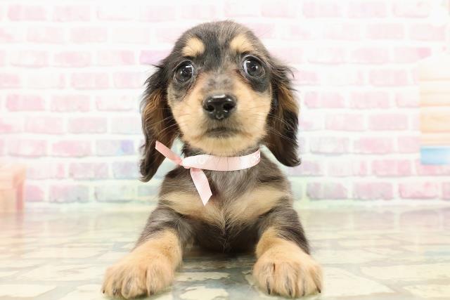 北海道のミニチュアダックスフンド(ロング) (Coo&RIKU札幌西店/2025年9月12日生まれ/女の子/シルバーダップル)の子犬の1枚目の画像