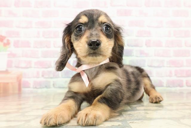 北海道のミニチュアダックスフンド(ロング) (Coo&RIKU札幌西店/2025年9月12日生まれ/女の子/シルバーダップル)の子犬の2枚目の画像