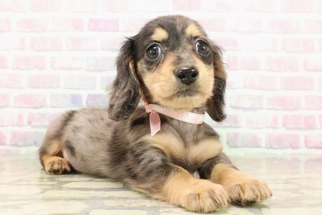 北海道のミニチュアダックスフンド(ロング) (Coo&RIKU札幌西店/2025年9月12日生まれ/女の子/シルバーダップル)の子犬の3枚目の画像