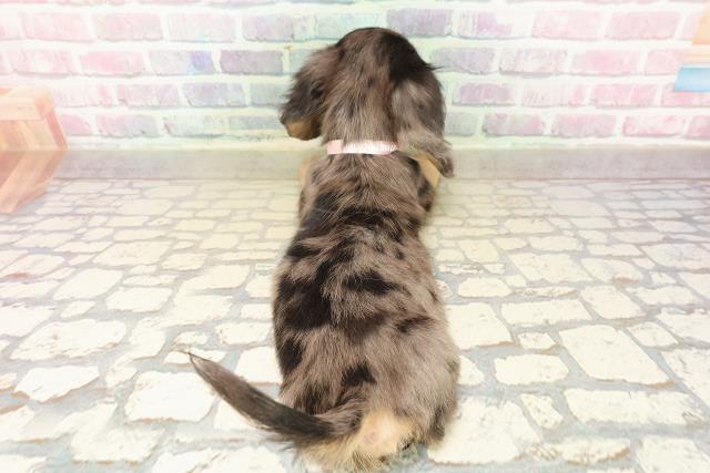 北海道のミニチュアダックスフンド(ロング) (Coo&RIKU札幌西店/2025年9月12日生まれ/女の子/シルバーダップル)の子犬の4枚目の画像