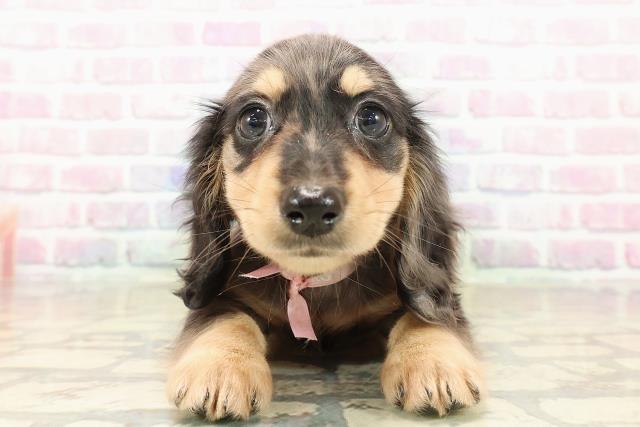 北海道のミニチュアダックスフンド(ロング) (Coo&RIKU岩見沢店/2025年9月12日生まれ/女の子/シルバーダップル)の子犬の1枚目の画像