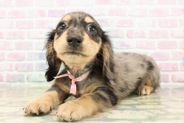 北海道のミニチュアダックスフンド(ロング) (Coo&RIKU岩見沢店/2025年9月12日生まれ/女の子/シルバーダップル)の子犬の2枚目の画像