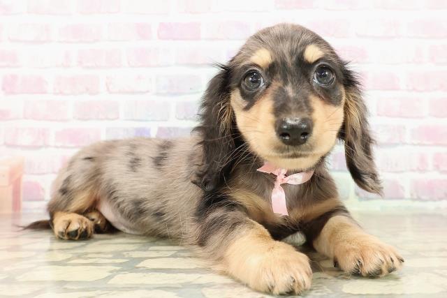 北海道のミニチュアダックスフンド(ロング) (Coo&RIKU岩見沢店/2025年9月12日生まれ/女の子/シルバーダップル)の子犬の3枚目の画像