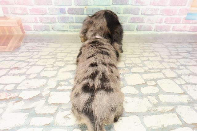 北海道のミニチュアダックスフンド(ロング) (Coo&RIKU岩見沢店/2025年9月12日生まれ/女の子/シルバーダップル)の子犬の4枚目の画像