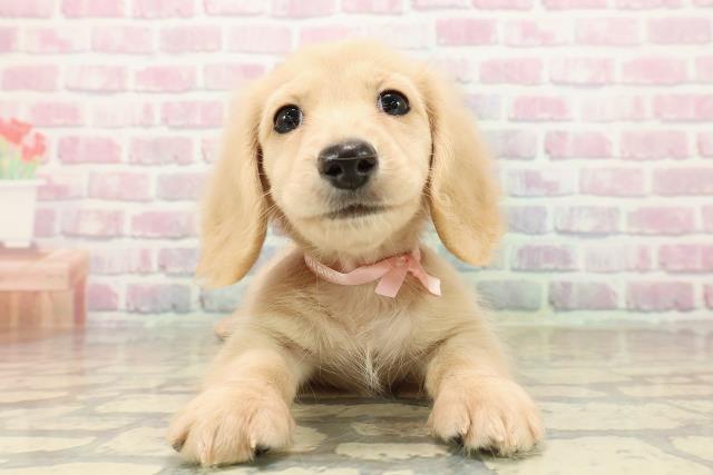 北海道のミニチュアダックスフンド(ロング) (Coo&RIKU岩見沢店/2025年9月12日生まれ/女の子/イエロー)の子犬の1枚目の画像