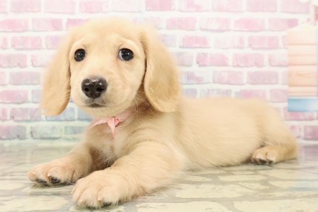 北海道のミニチュアダックスフンド(ロング) (Coo&RIKU岩見沢店/2025年9月12日生まれ/女の子/イエロー)の子犬の2枚目の画像