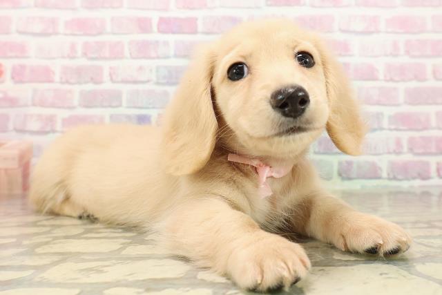 北海道のミニチュアダックスフンド(ロング) (Coo&RIKU岩見沢店/2025年9月12日生まれ/女の子/イエロー)の子犬の3枚目の画像