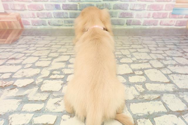 北海道のミニチュアダックスフンド(ロング) (Coo&RIKU岩見沢店/2025年9月12日生まれ/女の子/イエロー)の子犬の4枚目の画像